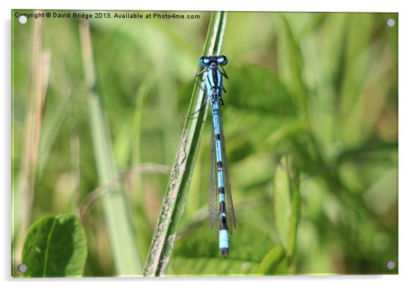 Blue Dragonfly Acrylic by David Bridge