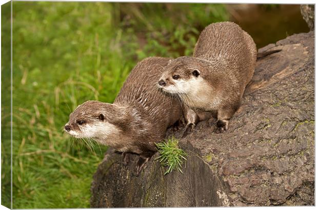 Otters Canvas Print by Sam Smith