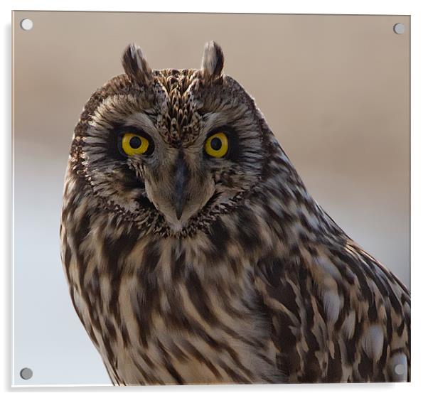 Portrait of S.E.Owl Acrylic by Don Davis