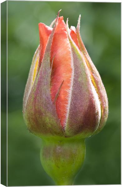 Little Bud  Canvas Print by Dave Holt