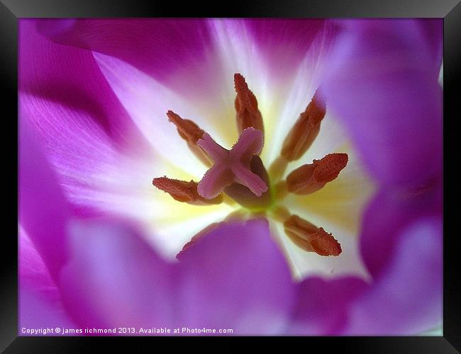 Purple Tulip Framed Print by james richmond