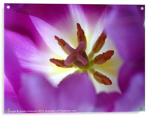 Purple Tulip Acrylic by james richmond