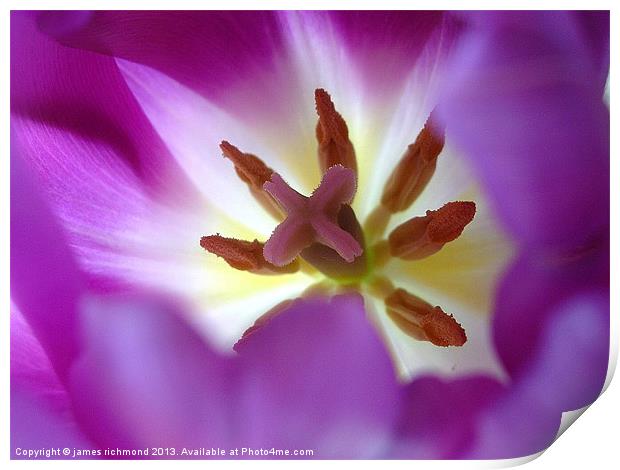Purple Tulip Print by james richmond