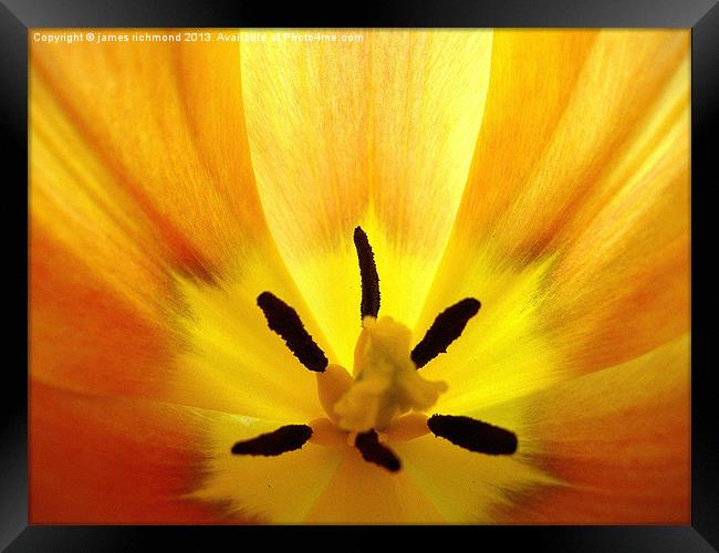 Golden Tulip Framed Print by james richmond