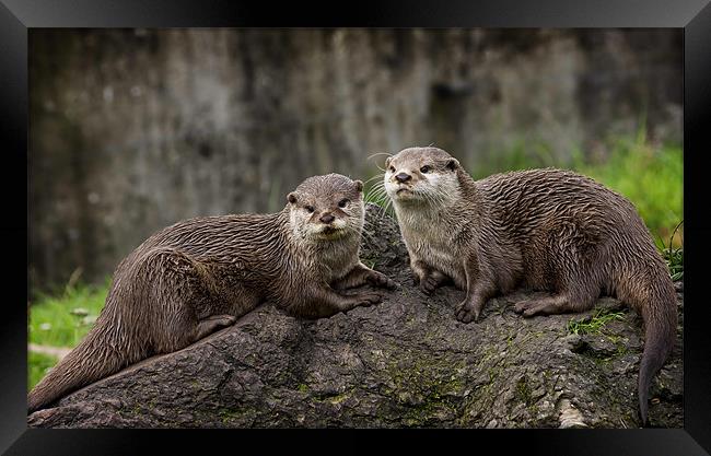 Otters Framed Print by Sam Smith