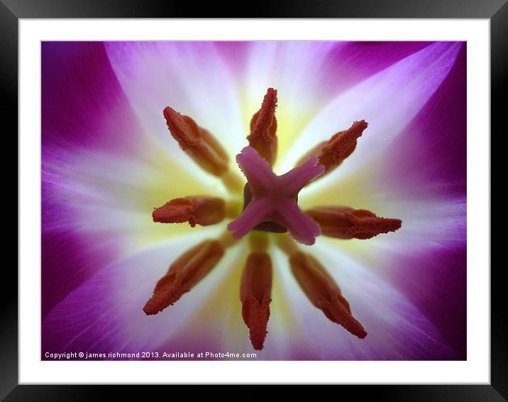 Purple Tulip - 2 Framed Mounted Print by james richmond