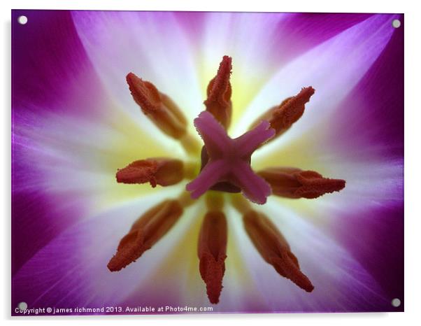 Purple Tulip - 2 Acrylic by james richmond