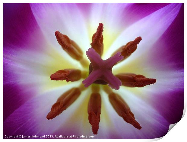 Purple Tulip - 2 Print by james richmond
