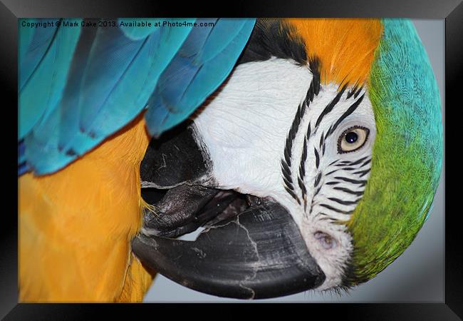 Blue & Gold macaw Framed Print by Mark Cake