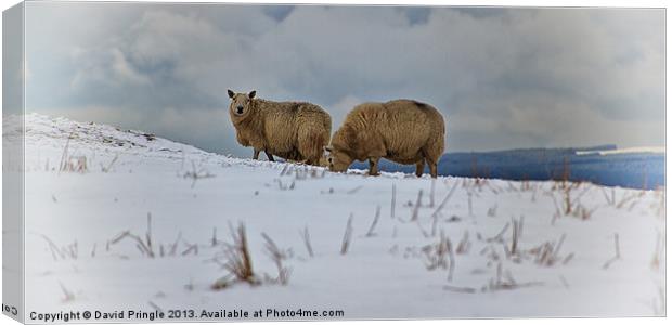 Sheep in Snow Canvas Print by David Pringle