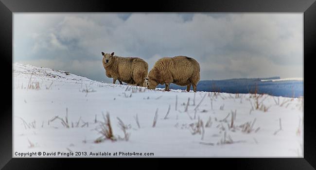 Sheep in Snow Framed Print by David Pringle