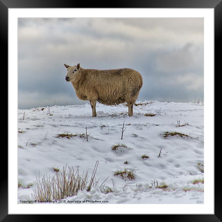 Sheep in Snow Framed Mounted Print by David Pringle
