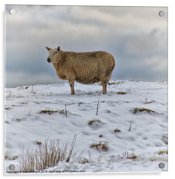 Sheep in Snow Acrylic by David Pringle