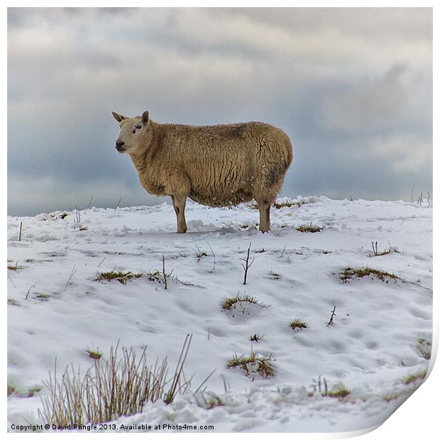 Sheep in Snow Print by David Pringle
