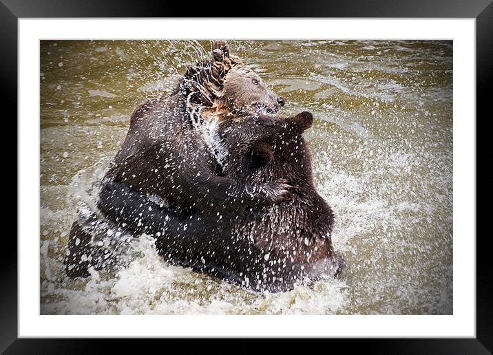 Brown Bears Framed Mounted Print by Sam Smith
