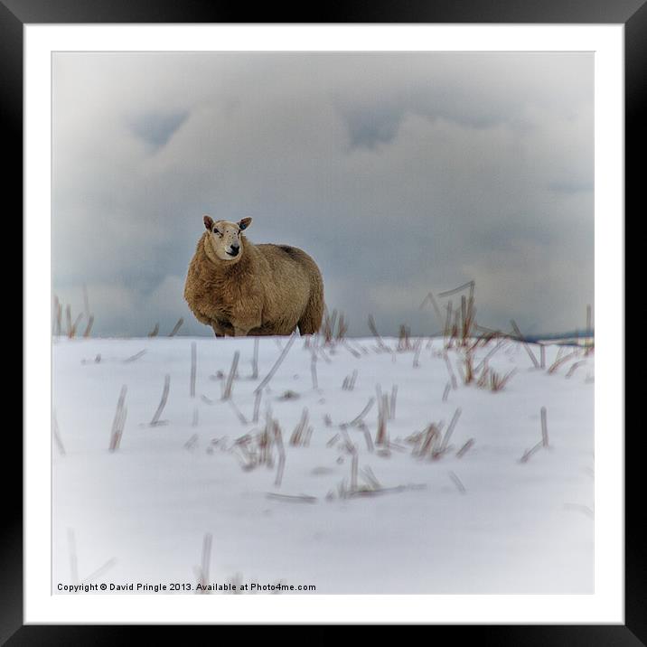 Sheep in Snow Framed Mounted Print by David Pringle