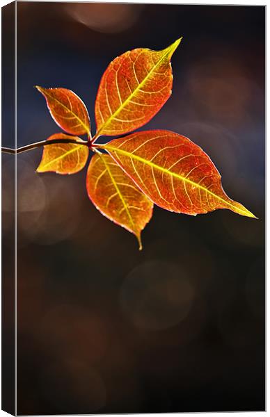 Leaf In Sun Canvas Print by Darren Burroughs