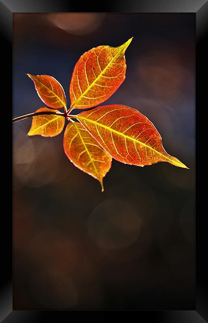 Leaf In Sun Framed Print by Darren Burroughs