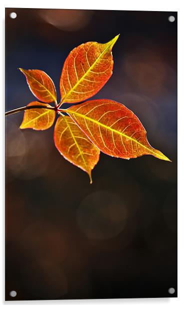Leaf In Sun Acrylic by Darren Burroughs