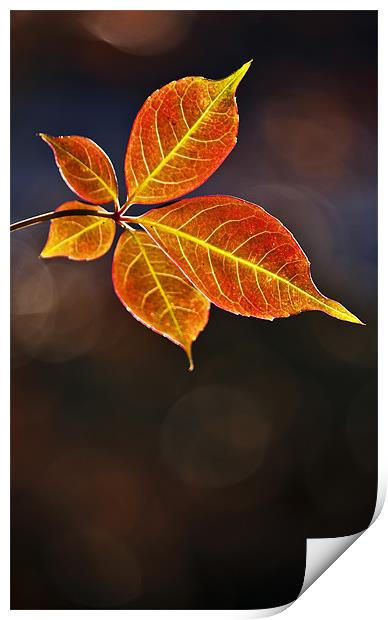 Leaf In Sun Print by Darren Burroughs