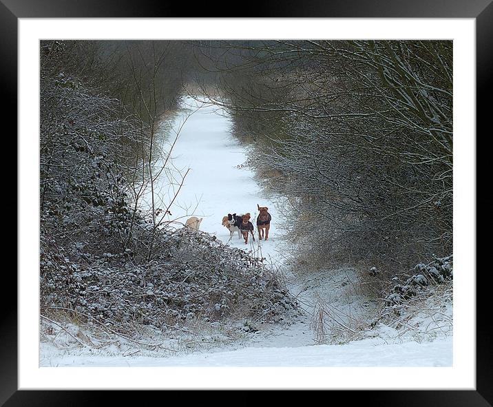 Dogs in Snow Framed Mounted Print by philip clarke