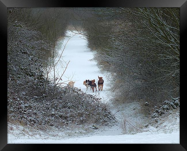 Dogs in Snow Framed Print by philip clarke