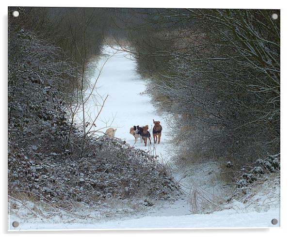 Dogs in Snow Acrylic by philip clarke