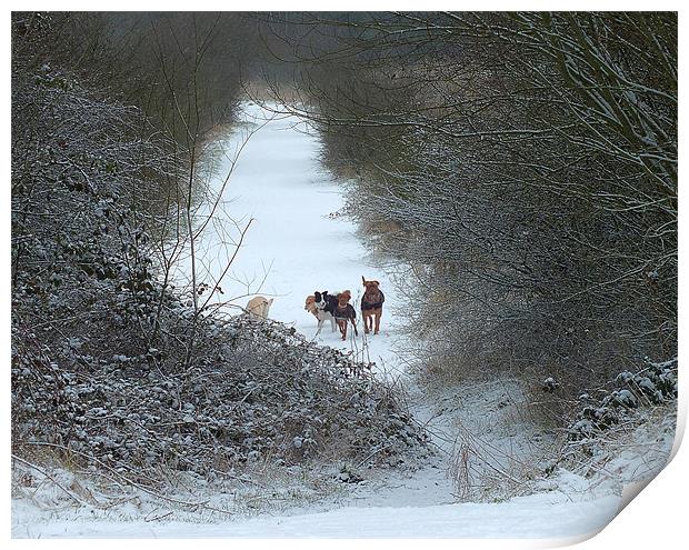 Dogs in Snow Print by philip clarke