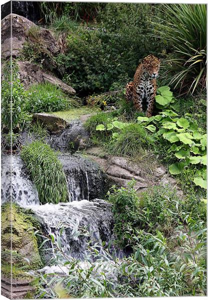 Wild Rush: Chester Zoo's Jaguar Haven Canvas Print by Graham Parry