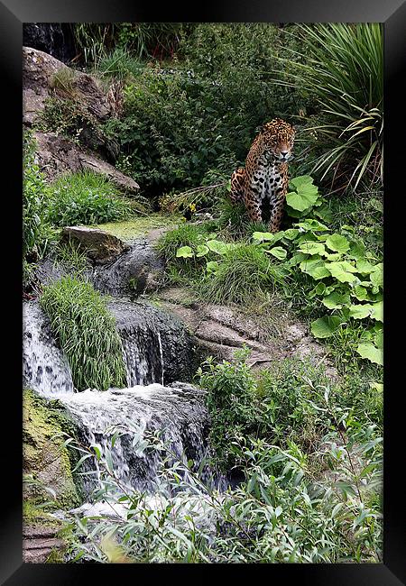 Wild Rush: Chester Zoo's Jaguar Haven Framed Print by Graham Parry