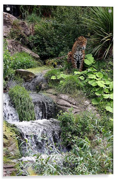 Wild Rush: Chester Zoo's Jaguar Haven Acrylic by Graham Parry