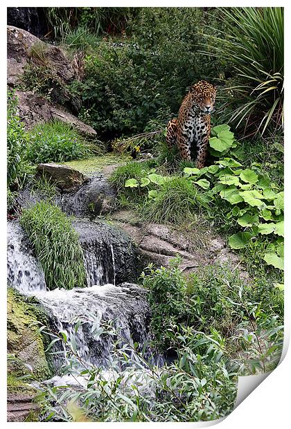Wild Rush: Chester Zoo's Jaguar Haven Print by Graham Parry