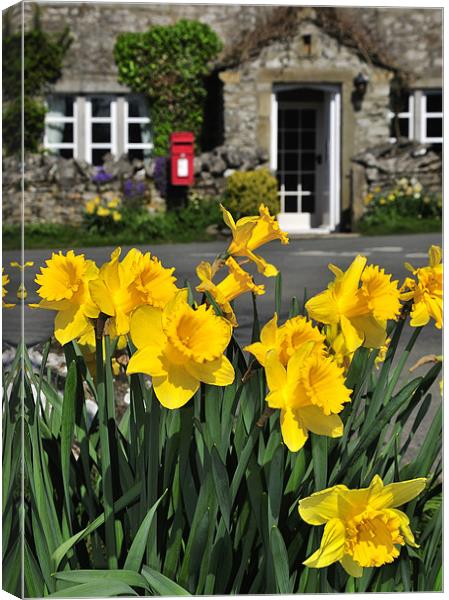 Yorkshire Daffodils Canvas Print by Jason Connolly