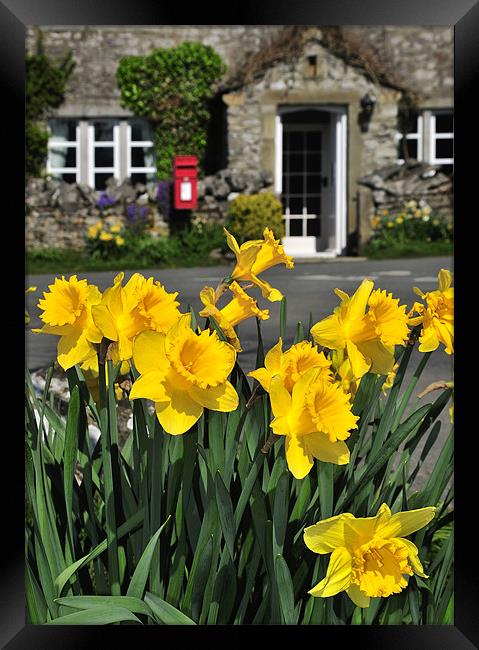 Yorkshire Daffodils Framed Print by Jason Connolly