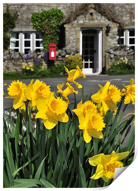 Yorkshire Daffodils Print by Jason Connolly
