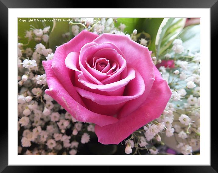 Pink Rose Framed Mounted Print by Mandy Hay