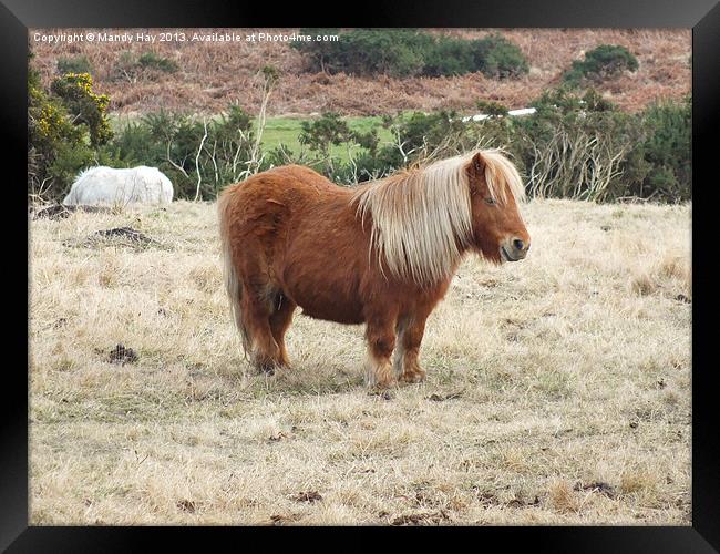 Shetland Pony Framed Print by Mandy Hay