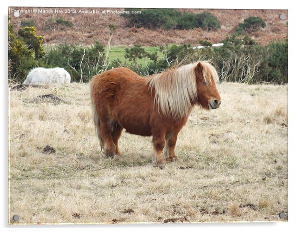 Shetland Pony Acrylic by Mandy Hay