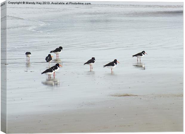 Oystercatchers Lineup Canvas Print by Mandy Hay