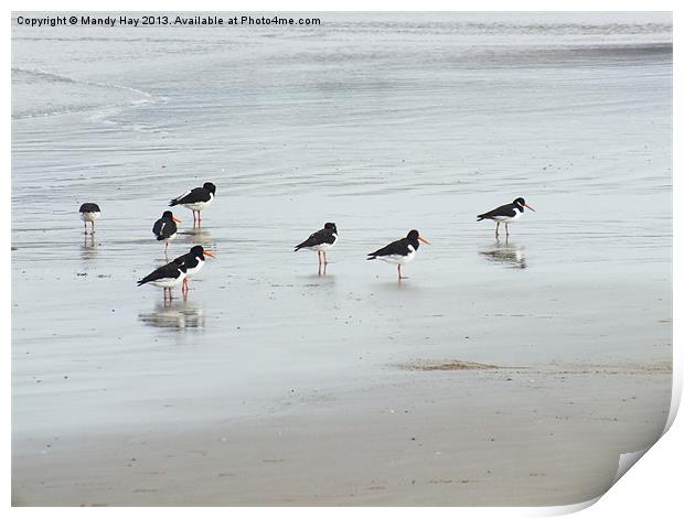 Oystercatchers Lineup Print by Mandy Hay