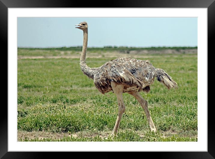Ostrich Framed Mounted Print by Tony Murtagh