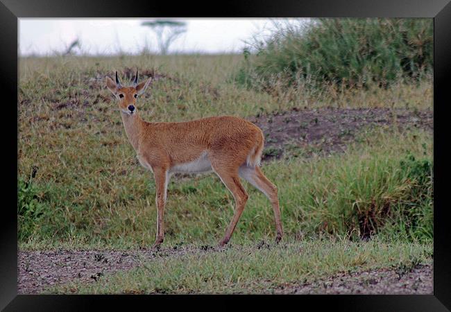 Steenbok Antelope Framed Print by Tony Murtagh