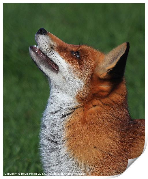 Looking Up Print by Dave Burden