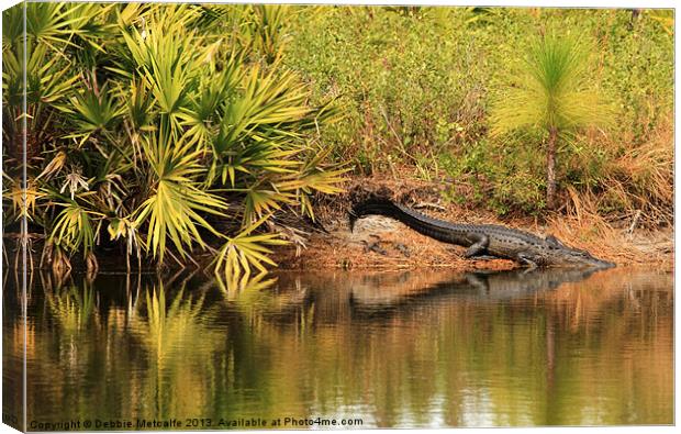 Alligator with her babies Canvas Print by Debbie Metcalfe