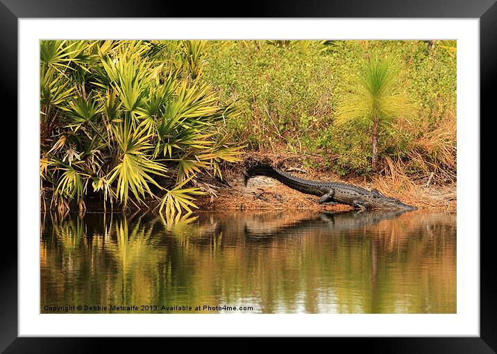 Alligator with her babies Framed Mounted Print by Debbie Metcalfe
