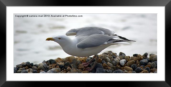 Gull on the rocks Framed Mounted Print by camera man
