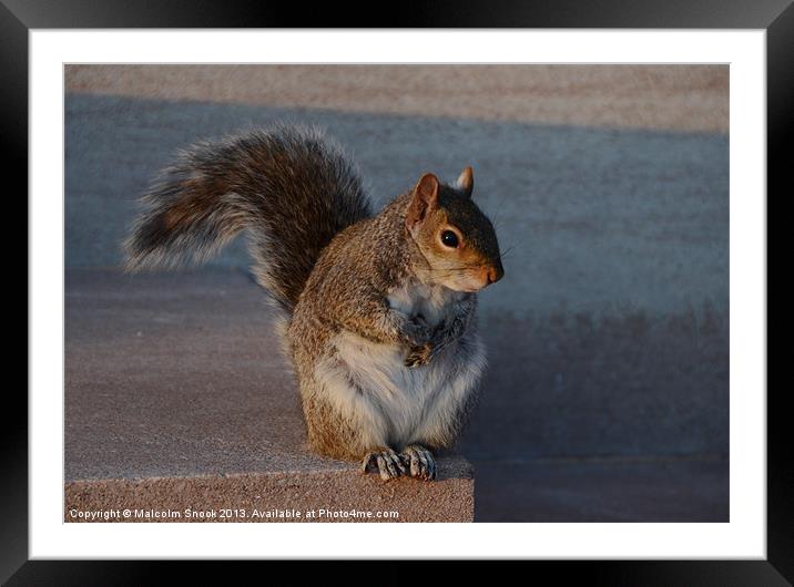 Urban Grey Squirrel Framed Mounted Print by Malcolm Snook
