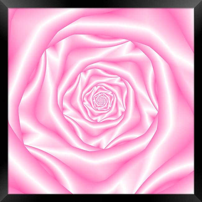 Pale Pink Spiral Rose Framed Print by Colin Forrest