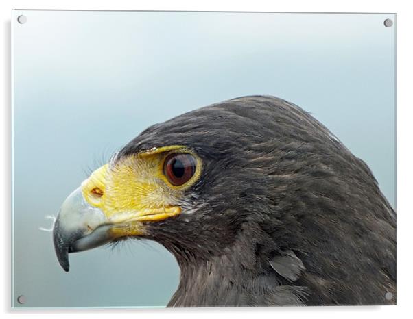 harris hawk portrait Acrylic by Martyn Bennett