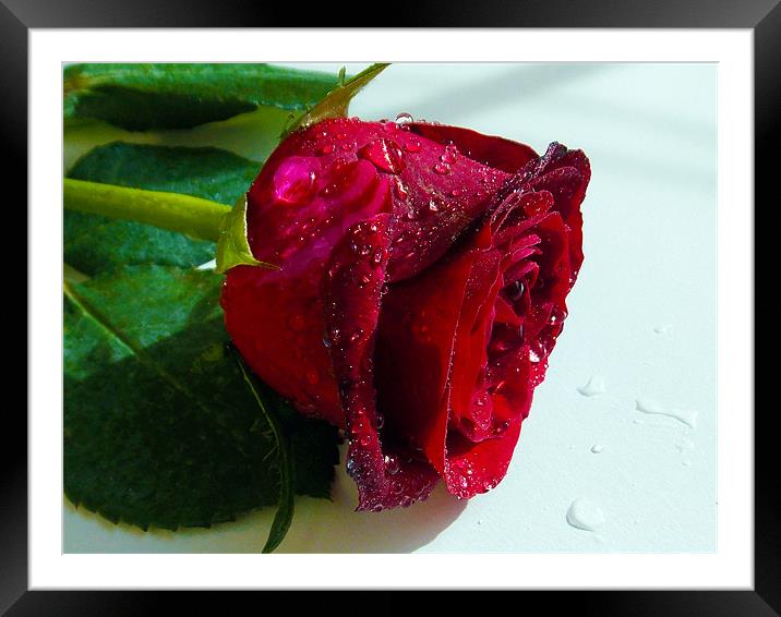 9041-red rose Framed Mounted Print by elvira ladocki